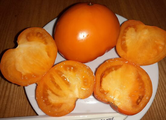 Гном Оранжевая Гордость Побережья